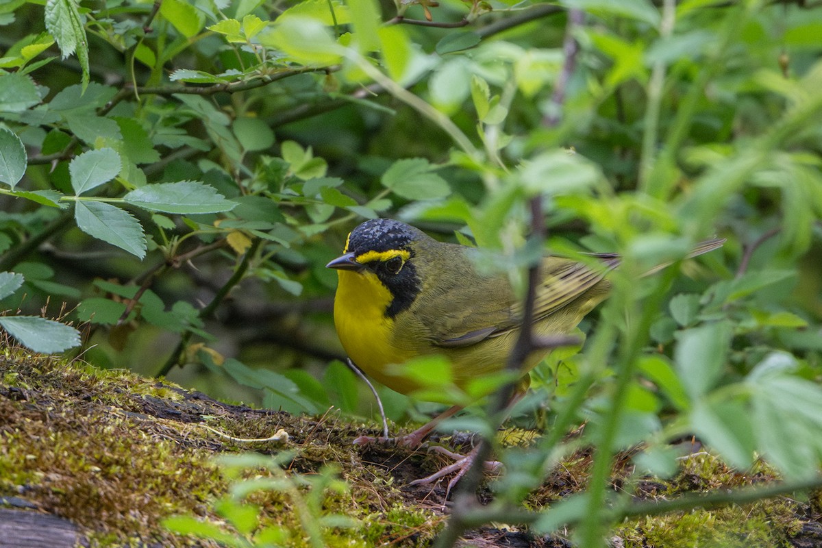 Kentucky Warbler - ML635097891