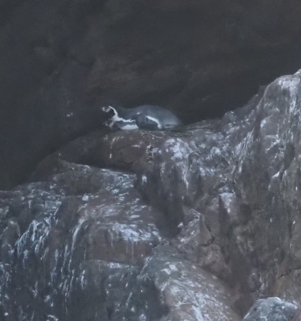 Humboldt Penguin - ML635097897