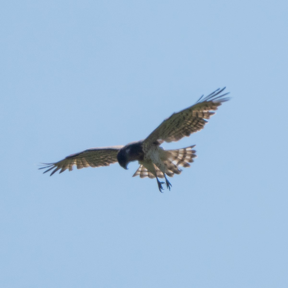Short-toed Snake-Eagle - ML635097899
