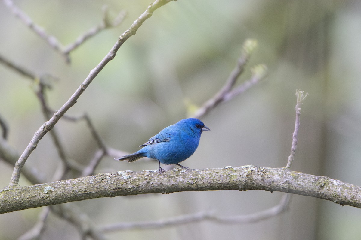 Indigo Bunting - ML635097934