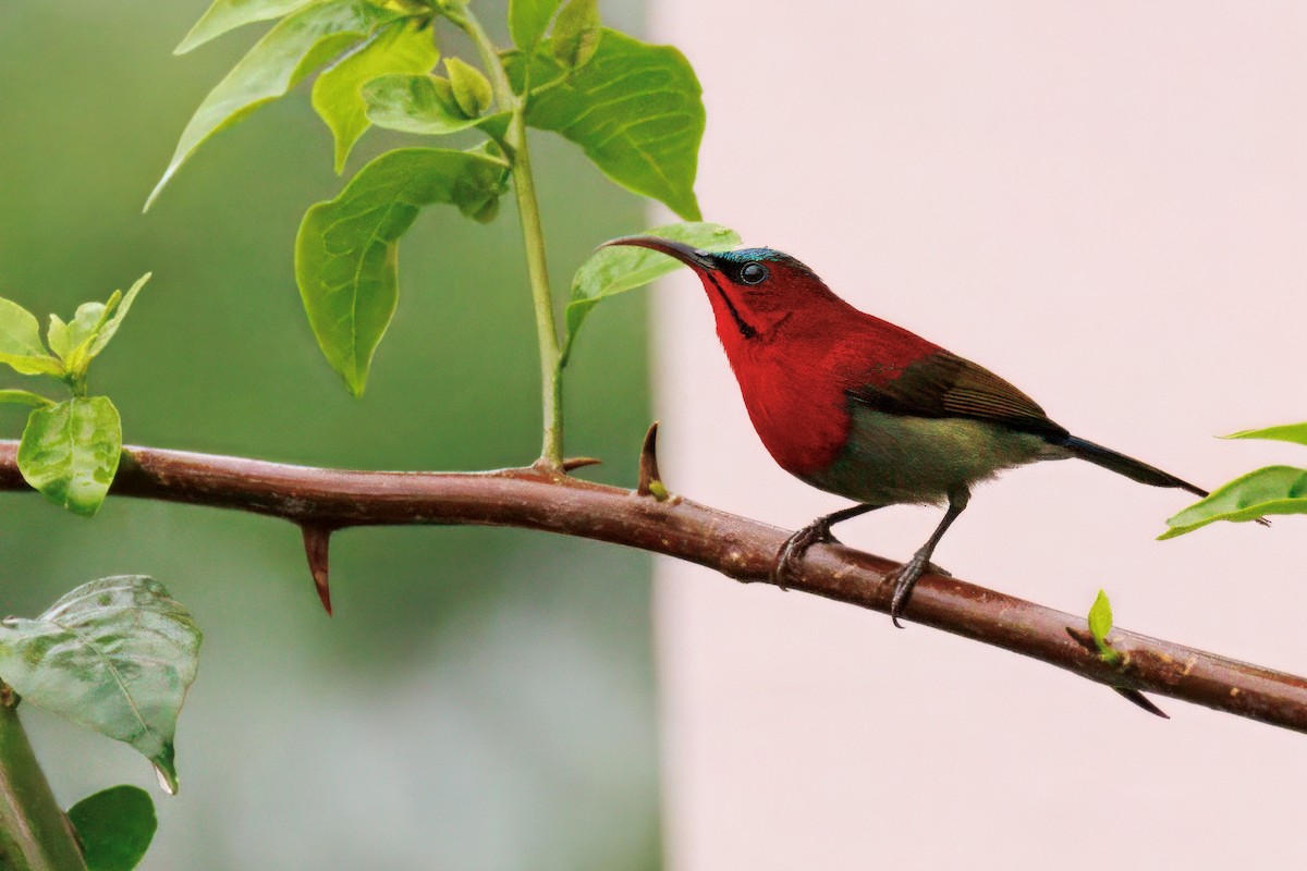 Crimson Sunbird - ML635098007