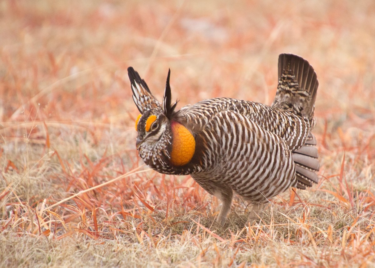 Greater Prairie-Chicken - ML63509821