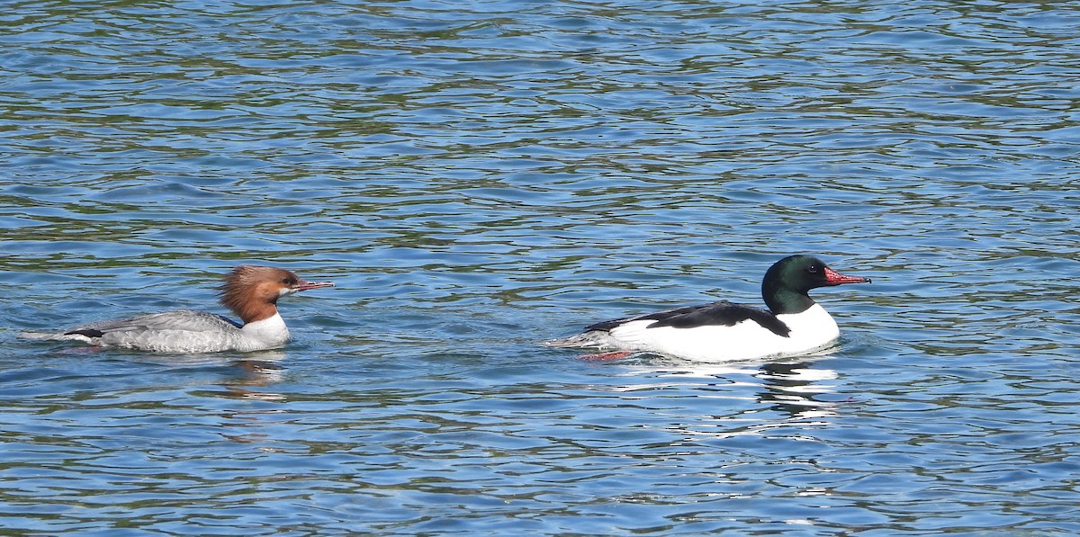 Common Merganser - ML635098377