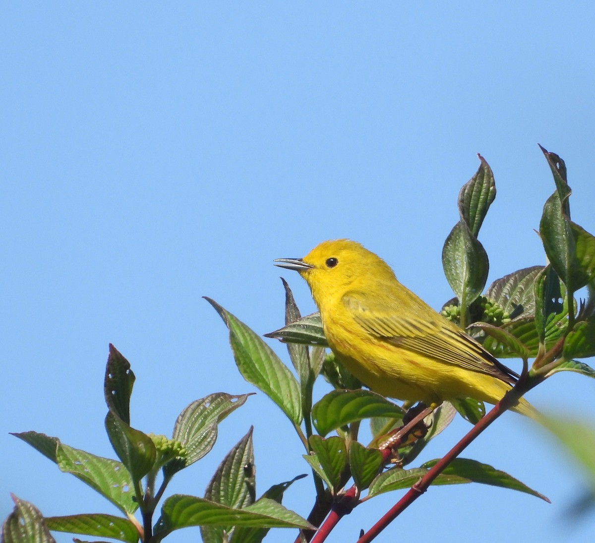 Northern Yellow Warbler - ML635098397