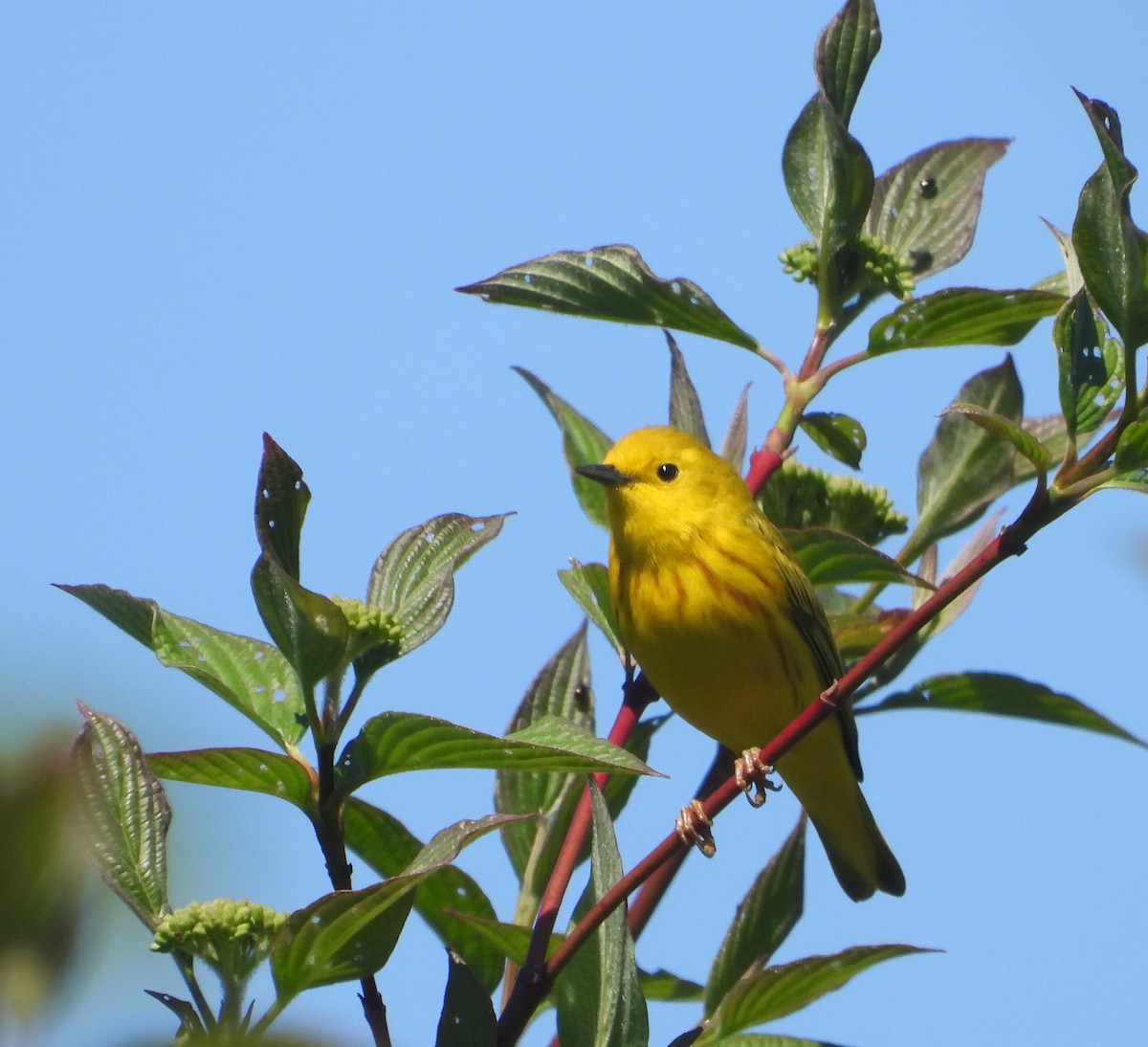 Northern Yellow Warbler - ML635098398