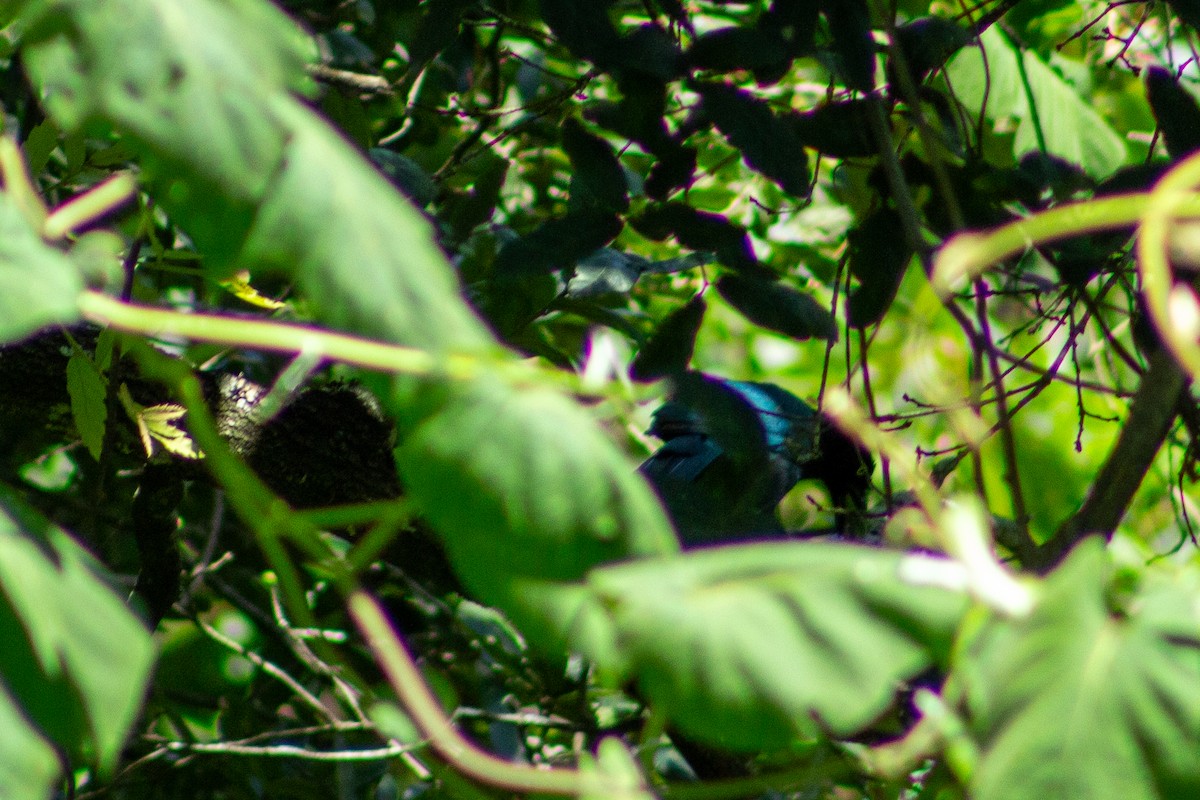 Bushy-crested Jay - ML635098431