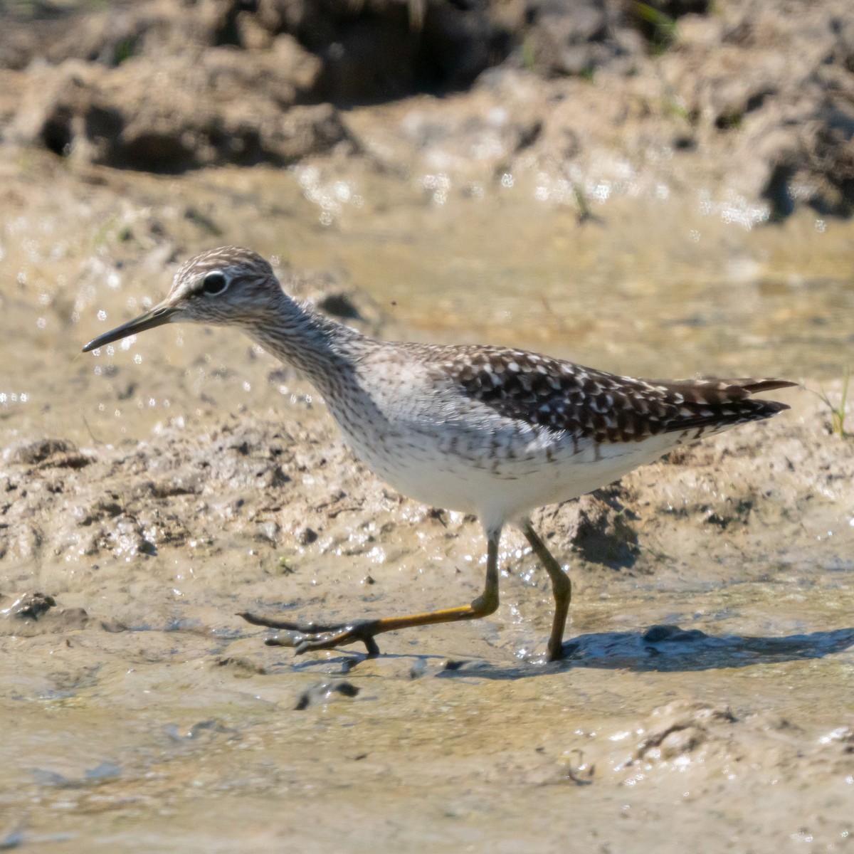 Wood Sandpiper - ML635098478