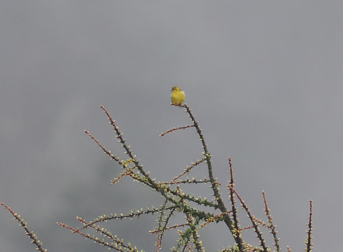 Tibetan Serin - ML635098515