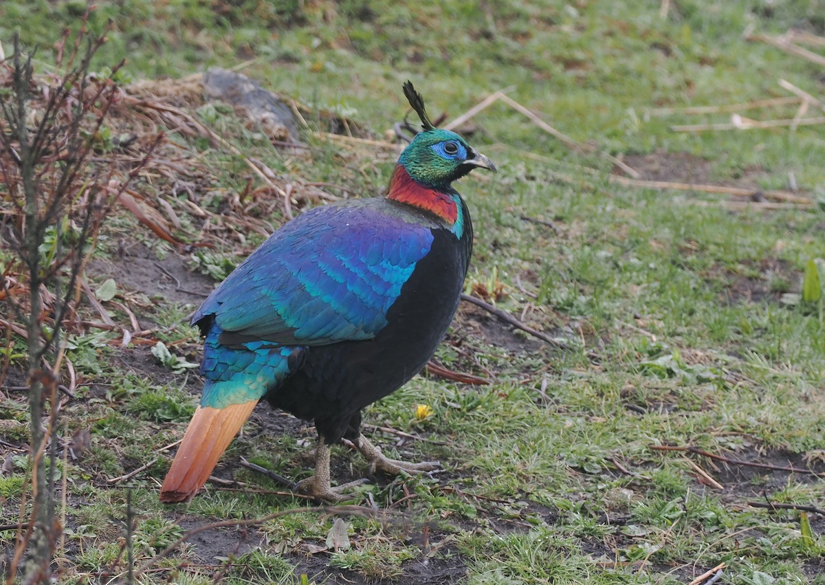 Himalayan Monal - ML635098560