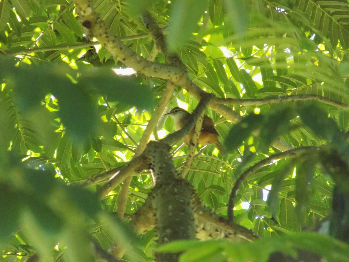 střízlík amazonský - ML63509881