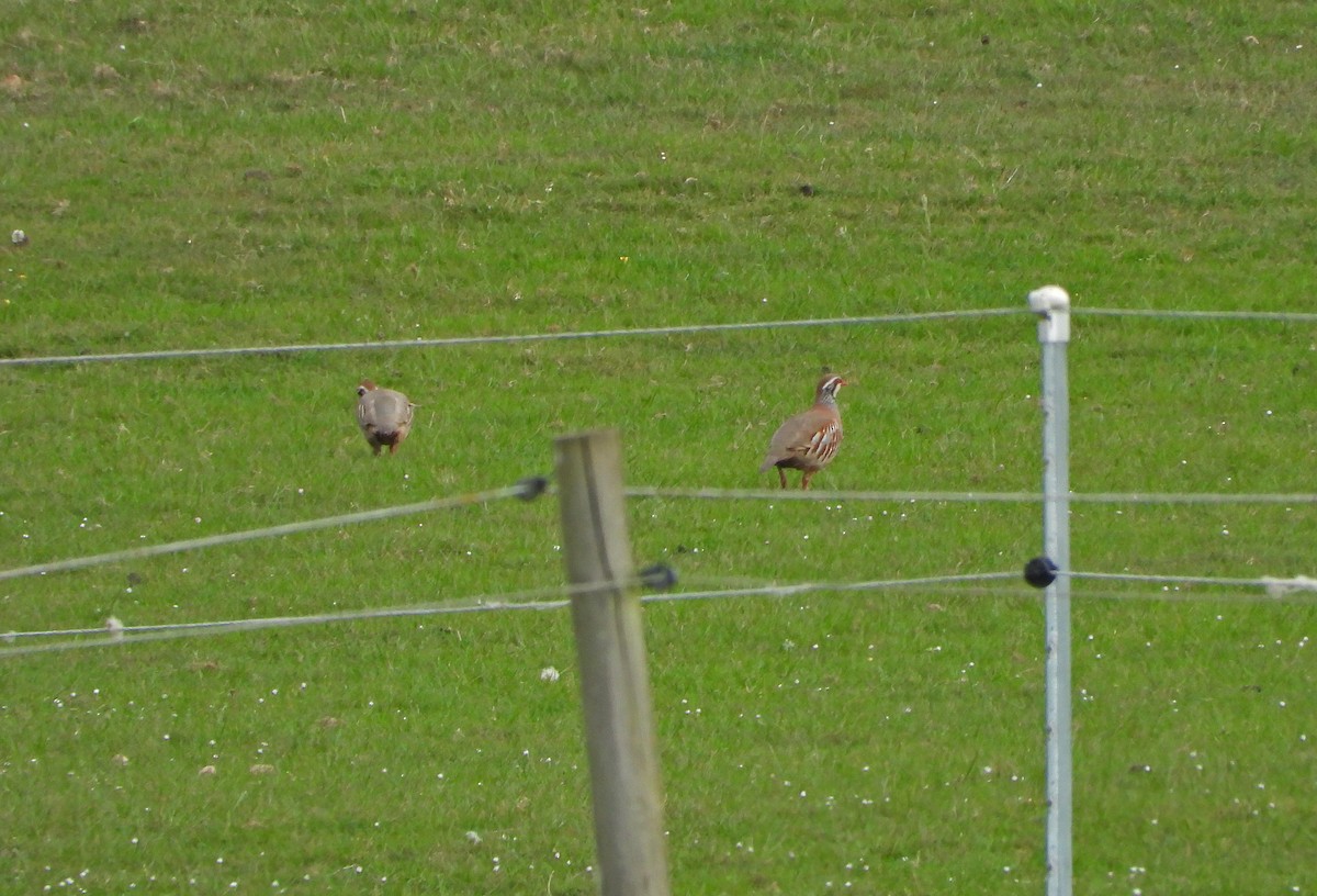 Red-legged Partridge - ML635098837