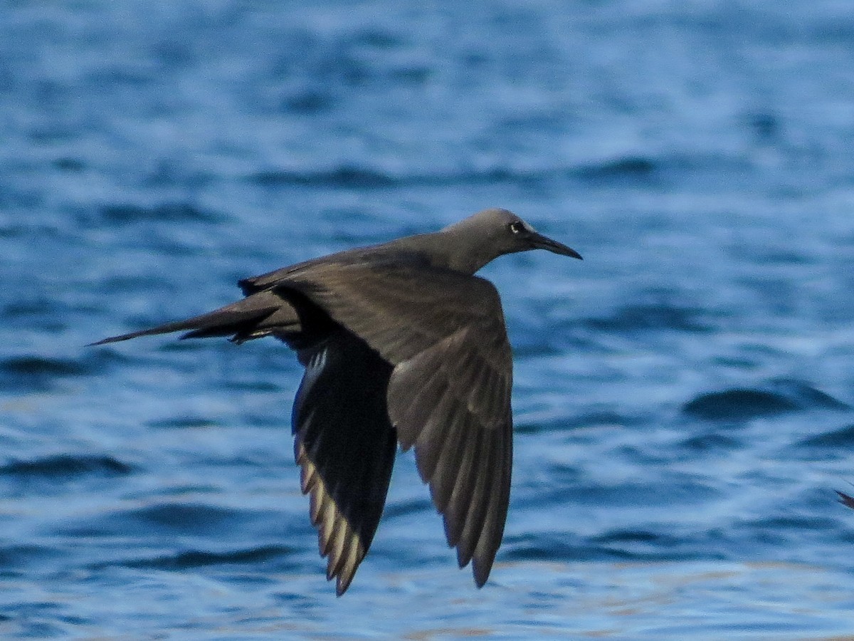 Brown Noddy - ML635098873
