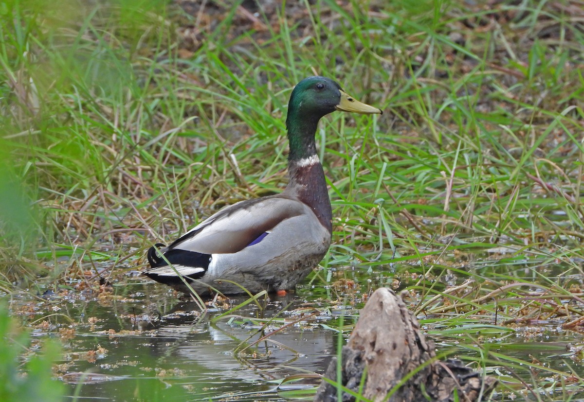 Stockente - ML635098878