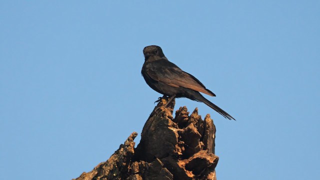Fork-tailed Drongo (adsimilis Group) - ML635098896