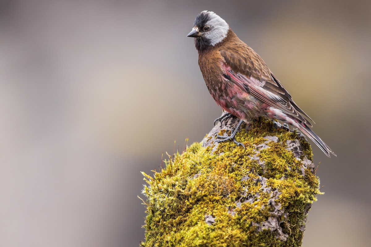 Gray-crowned Rosy-Finch (Pribilof Is.) - ML635098953