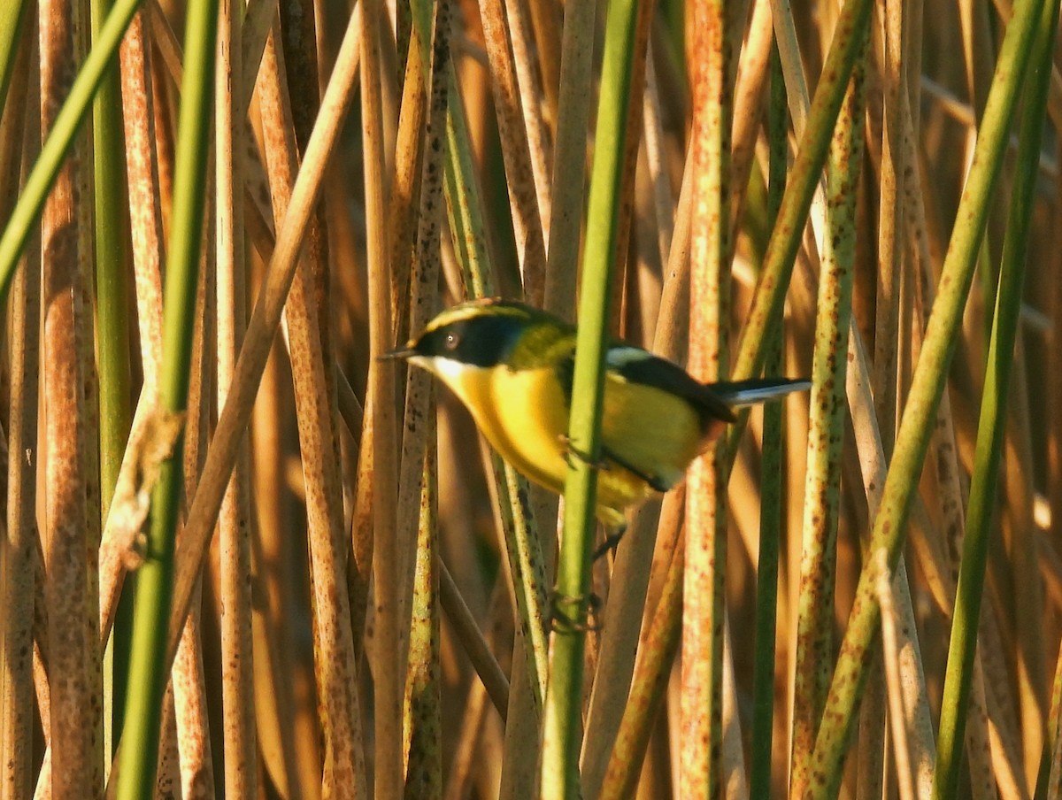 Many-colored Rush Tyrant - ML635099062