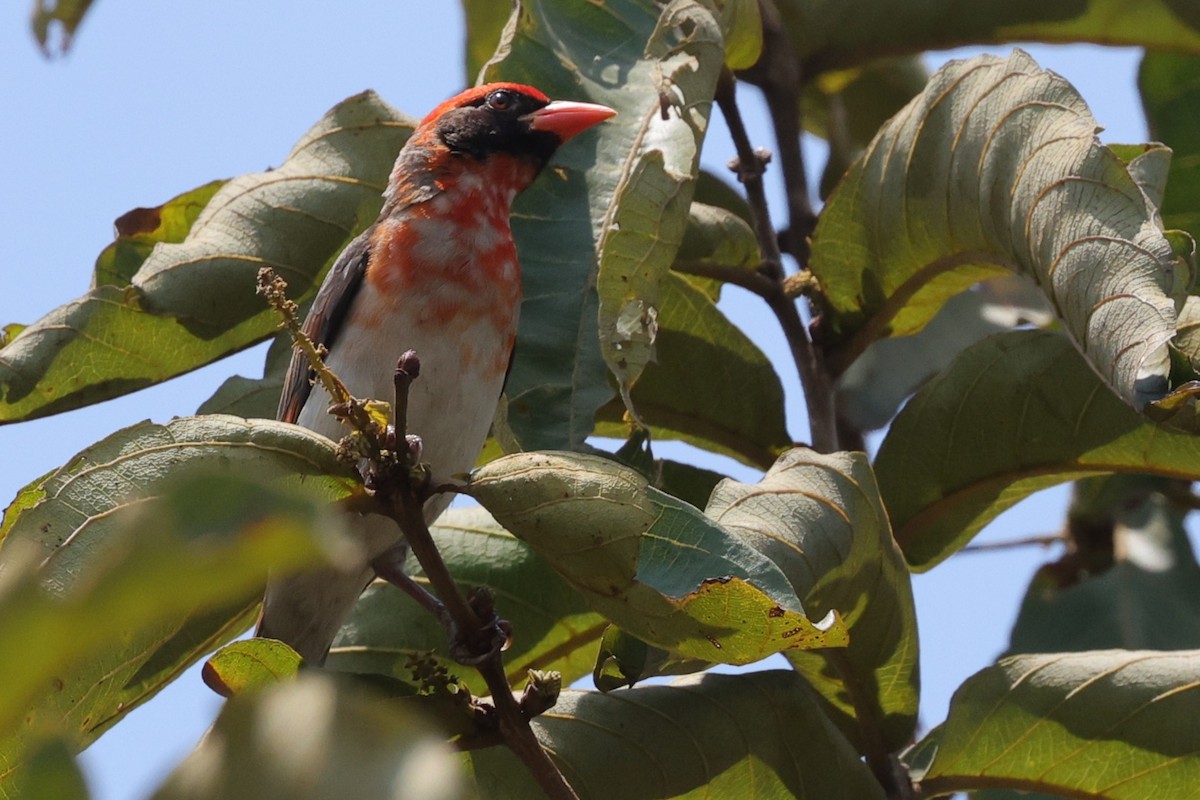 Red-headed Weaver - ML635099108