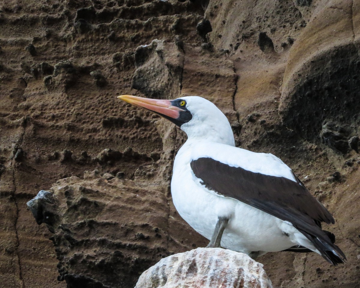 Nazca Booby - ML635099113