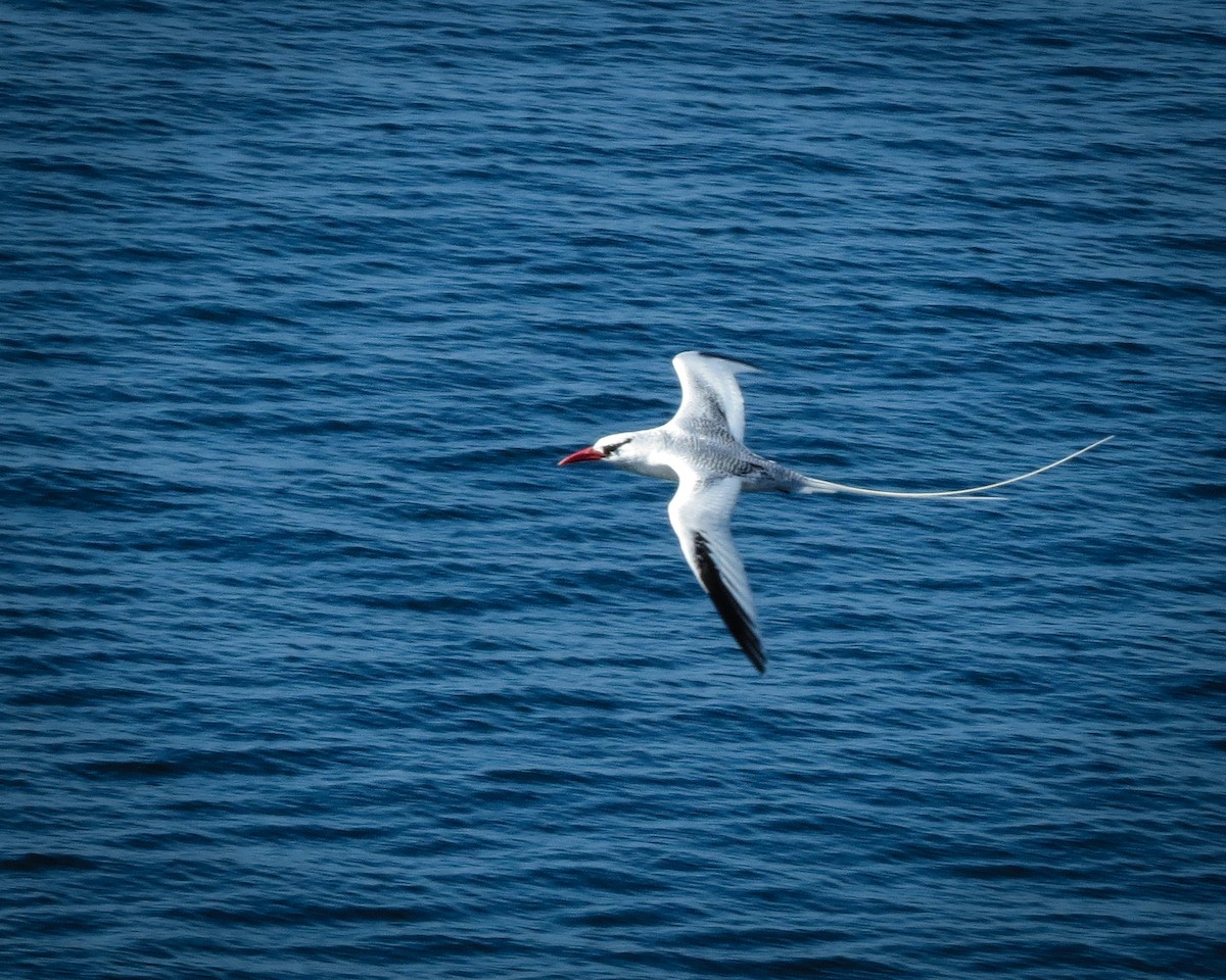 Red-billed Tropicbird - ML635099149