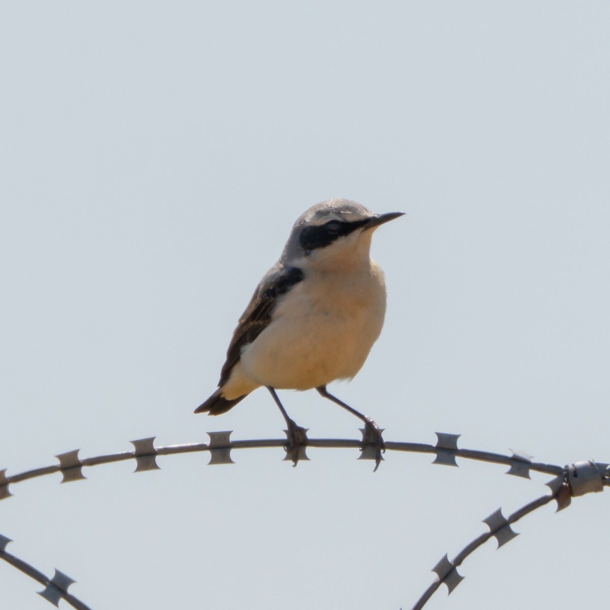 Northern Wheatear - ML635099166