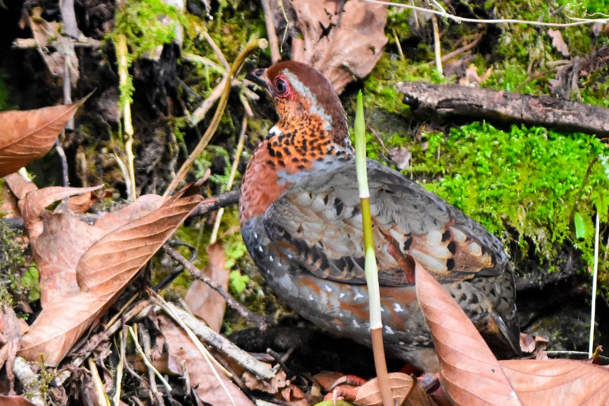 Chestnut-breasted Partridge - ML635099269