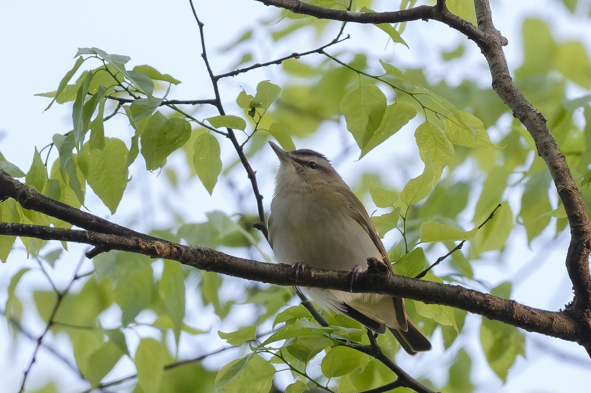 Віреон червоноокий - ML635099352