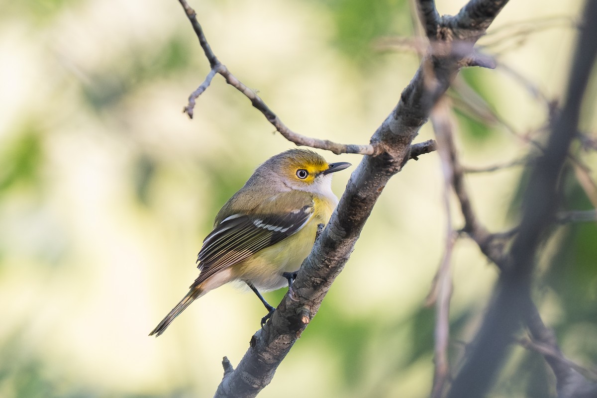 Віреон білоокий - ML635099361