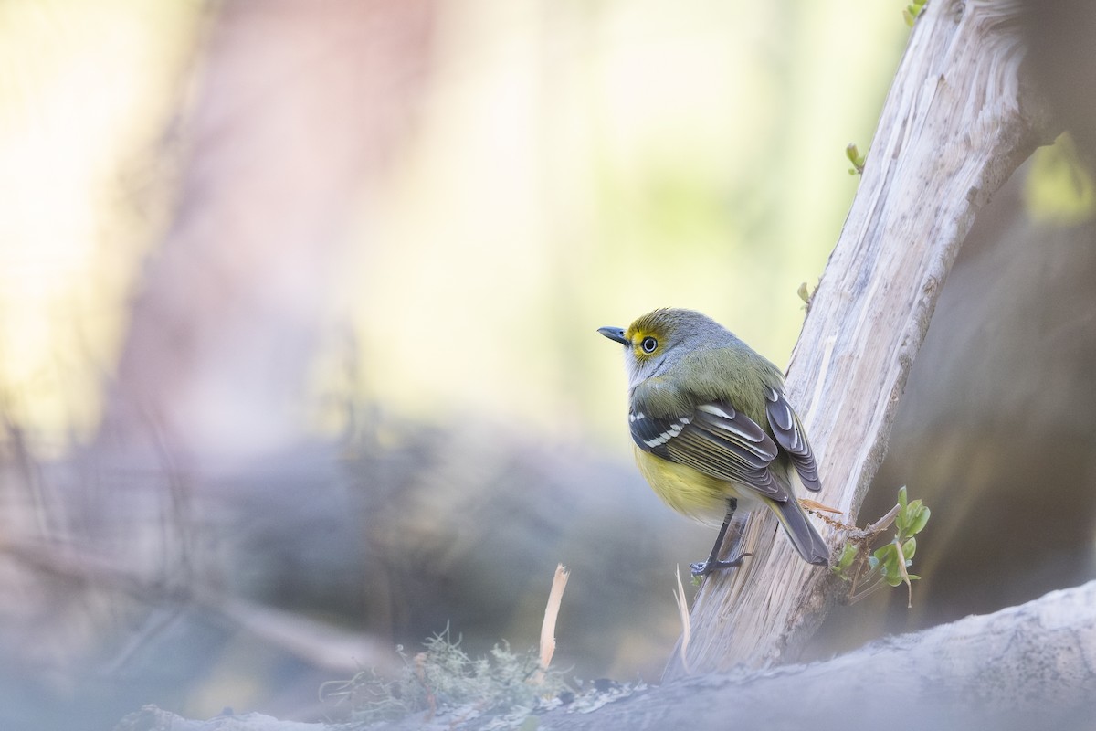 Віреон білоокий - ML635099362