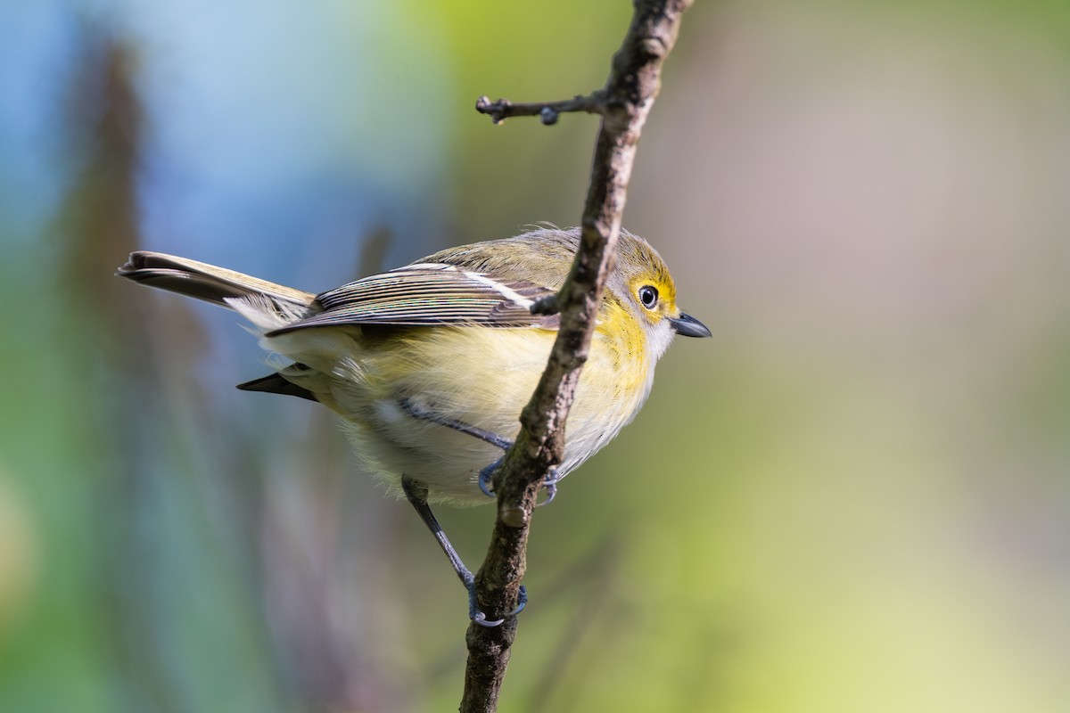 Віреон білоокий - ML635099365