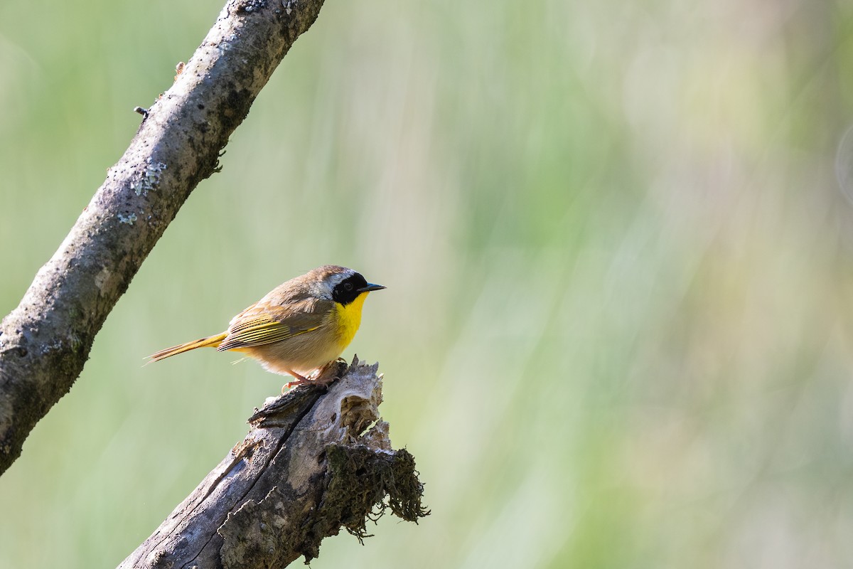 Жовтогорлик північний - ML635099393