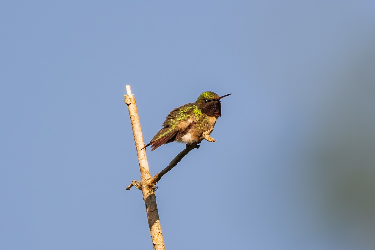 Колібрі рубіновогорлий - ML635099400