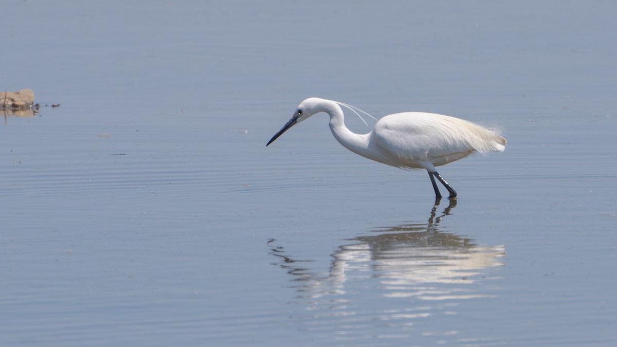 Little Egret (Western) - ML635099401