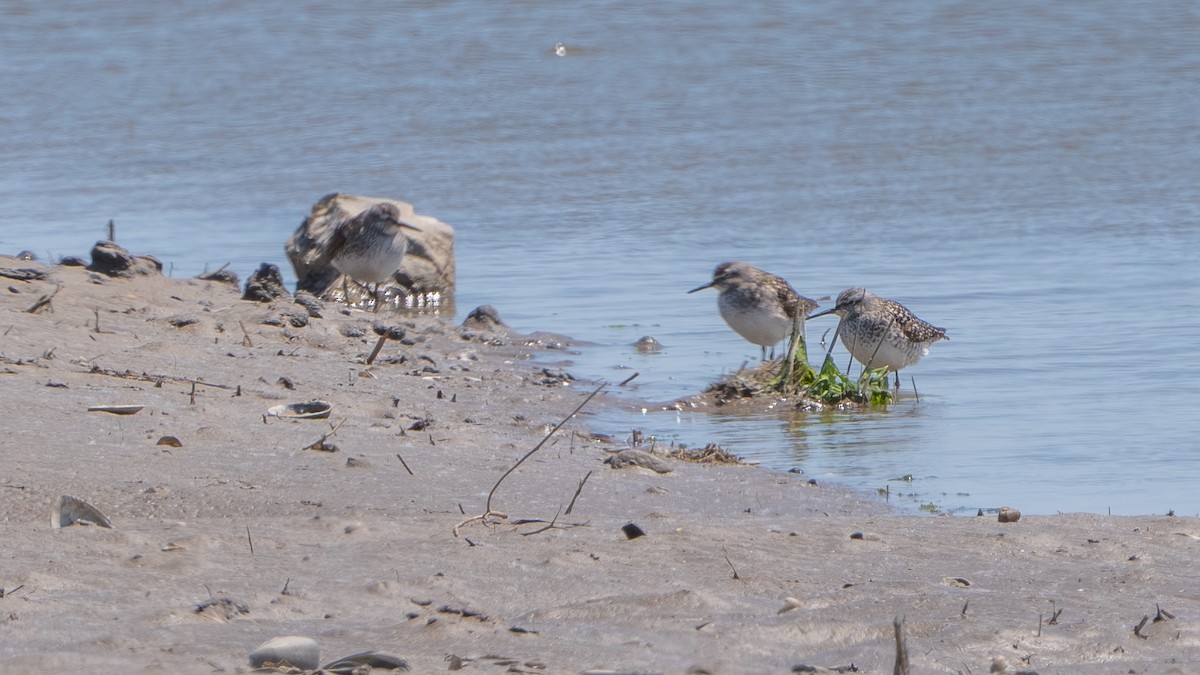 Wood Sandpiper - ML635099411