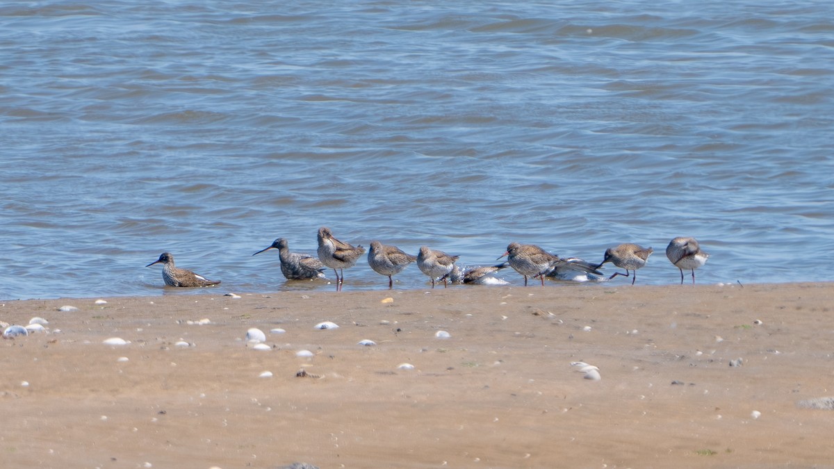 Spotted Redshank - ML635099418