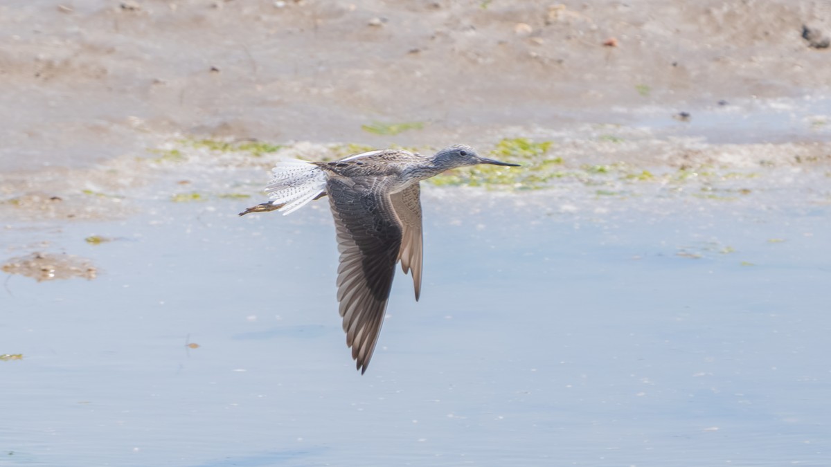 Common Greenshank - ML635099426
