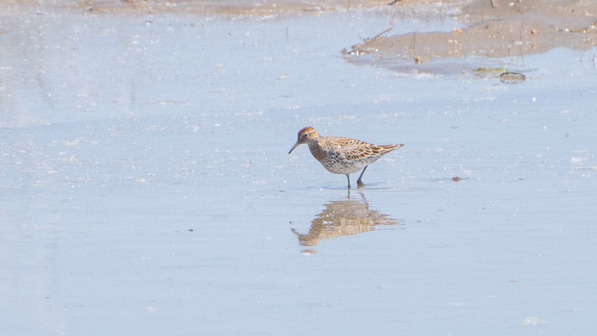 Sharp-tailed Sandpiper - ML635099435