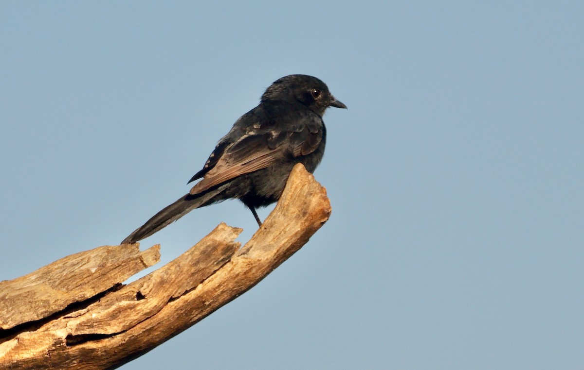Fork-tailed Drongo (adsimilis Group) - ML635099453