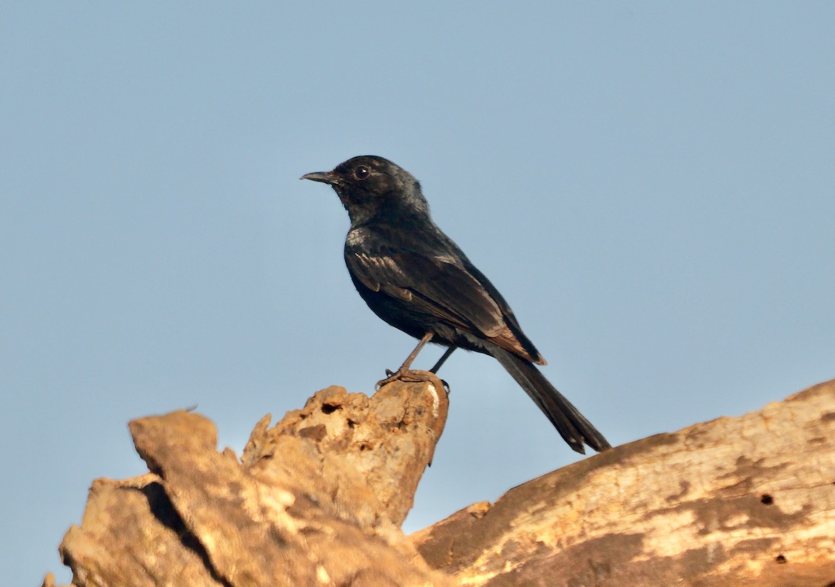 Fork-tailed Drongo (adsimilis Group) - ML635099454