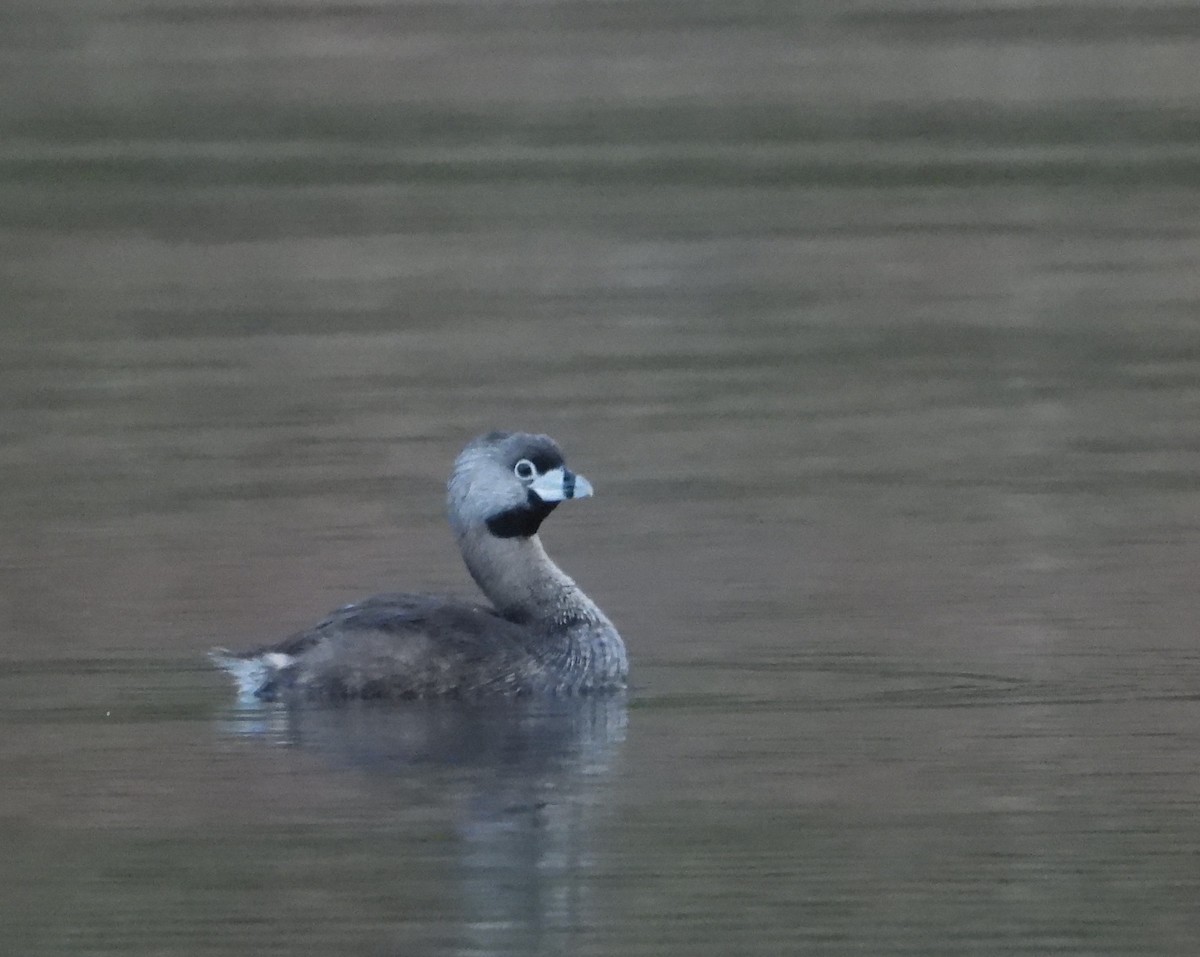 Pied-billed Grebe - ML635099617