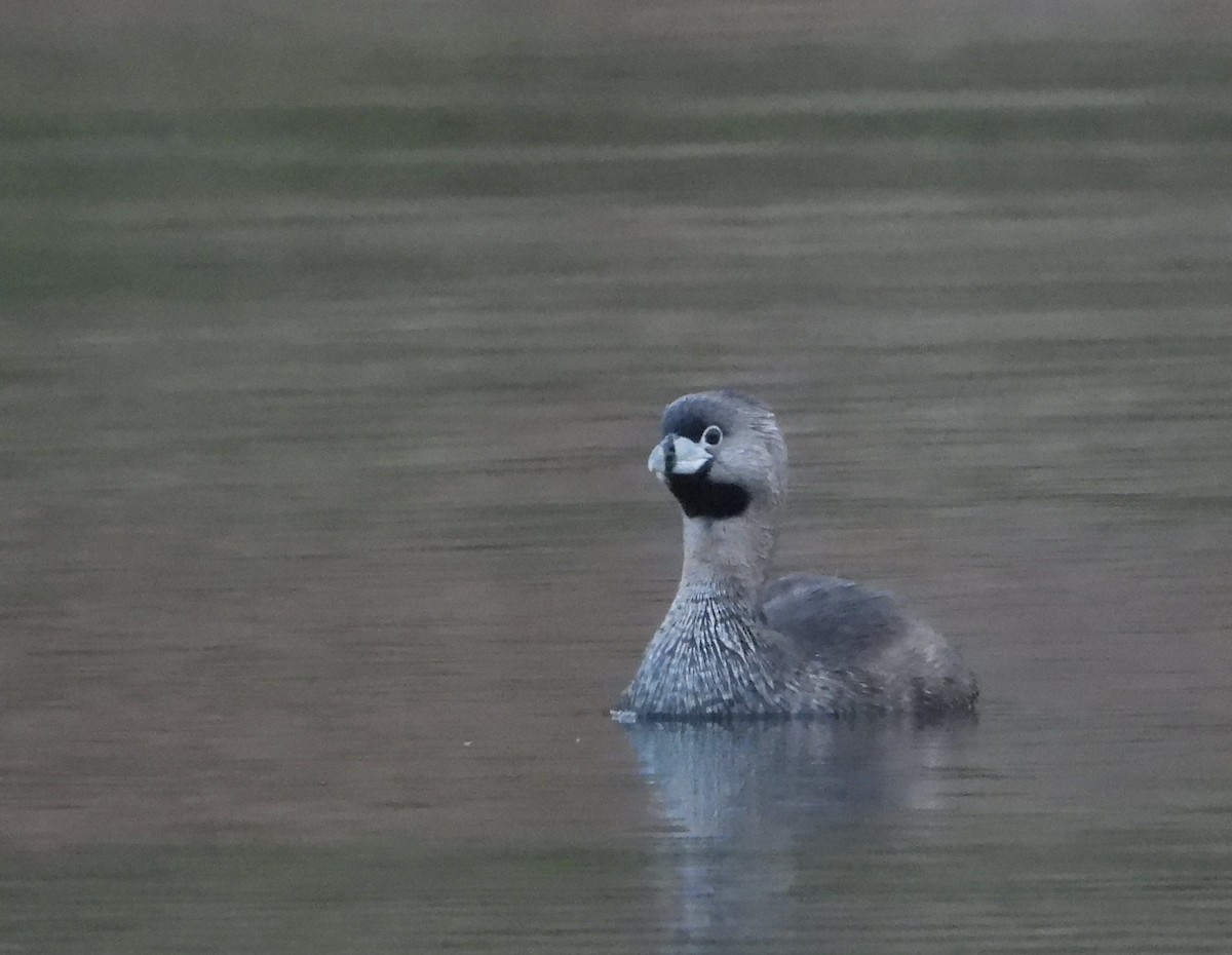 Pied-billed Grebe - ML635099619