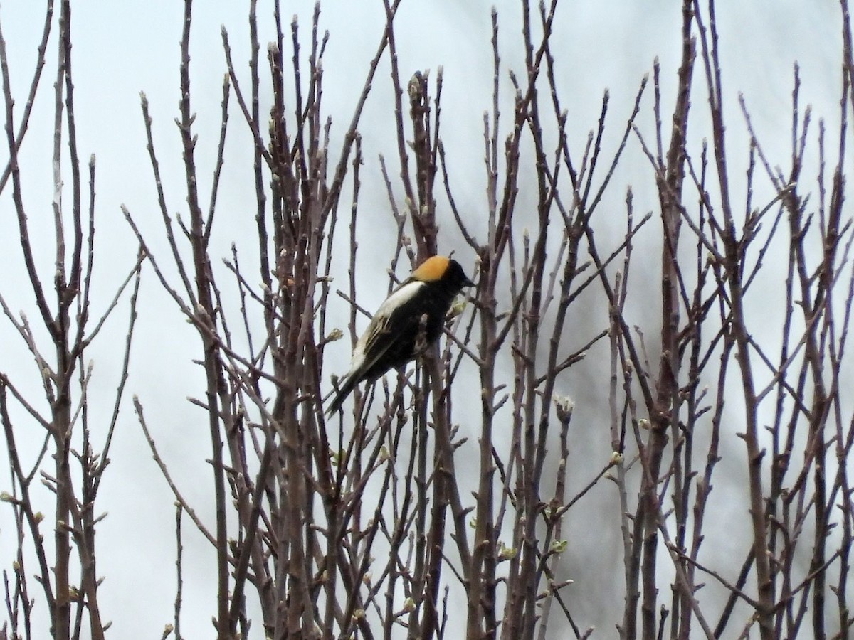 Bobolink - ML635099704