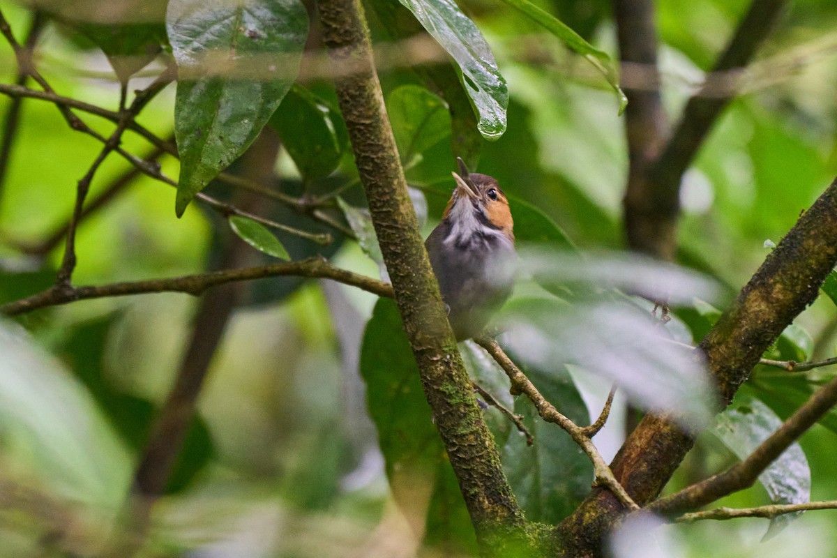 Tawny-faced Gnatwren - ML635099718