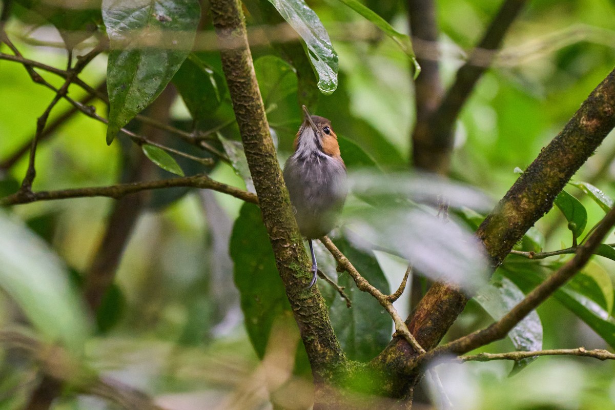 Tawny-faced Gnatwren - ML635099892