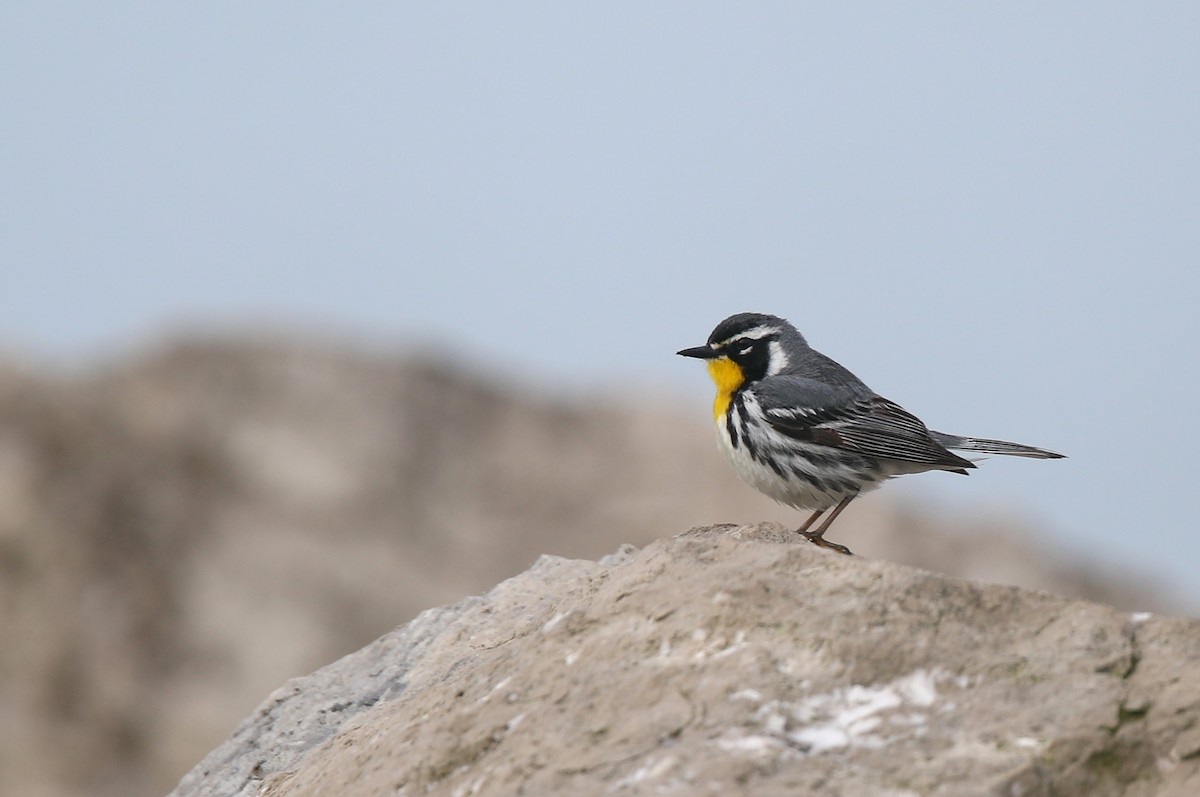 Yellow-throated Warbler - ML635100048
