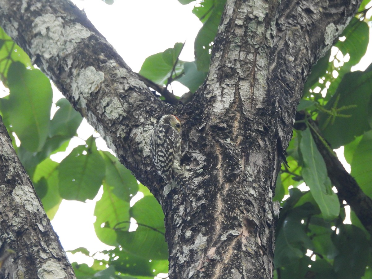 Brown-capped Pygmy Woodpecker - ML635100106