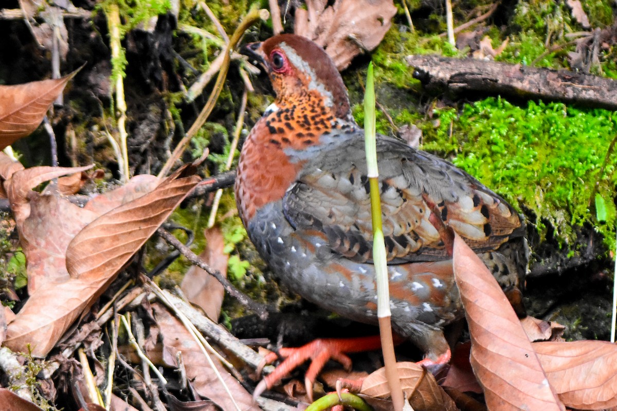 Chestnut-breasted Partridge - ML635100120