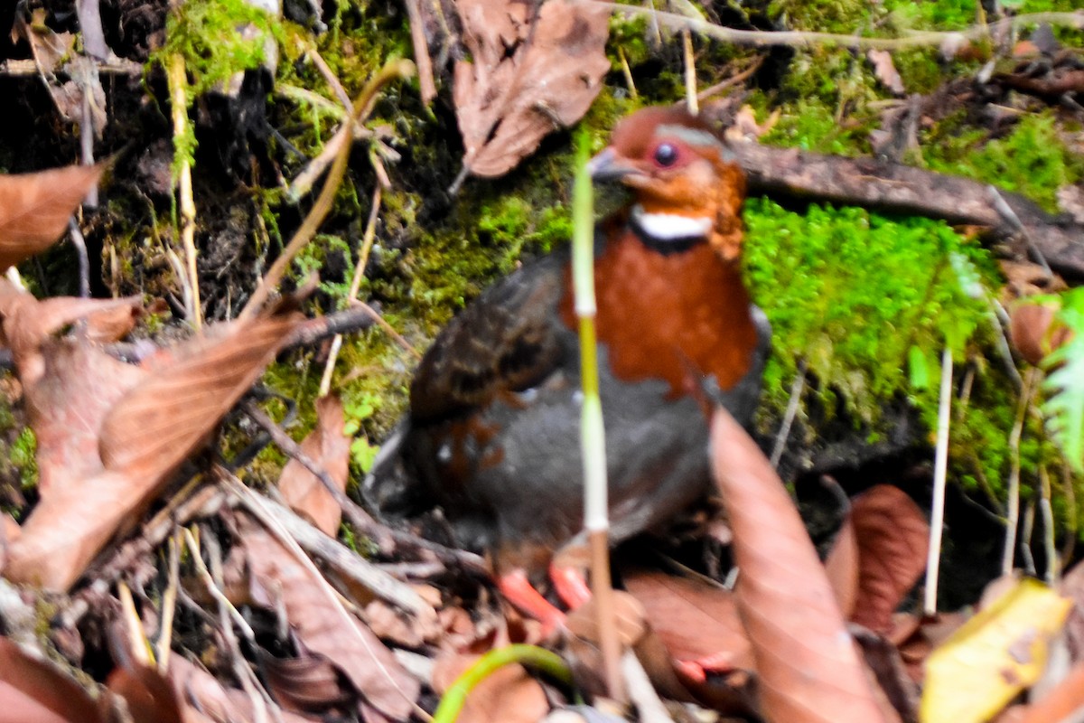 Chestnut-breasted Partridge - ML635100122