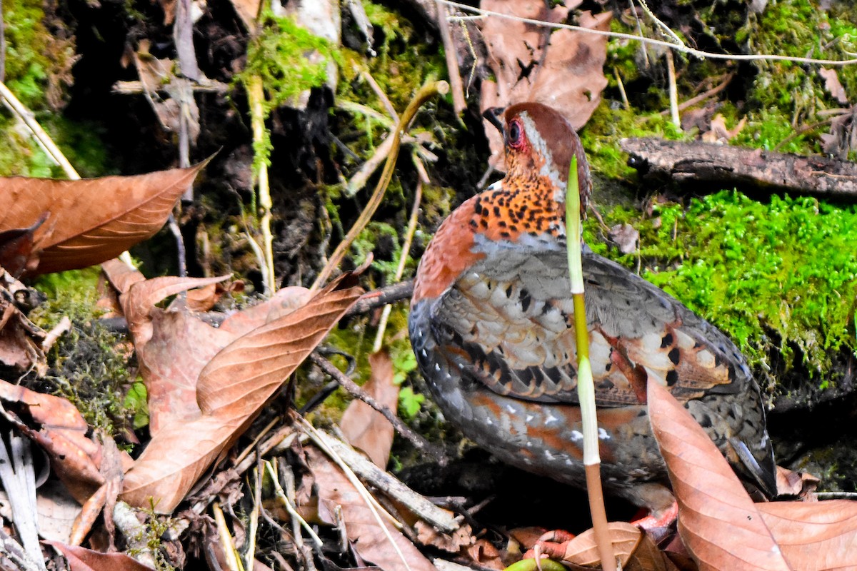 Chestnut-breasted Partridge - ML635100124