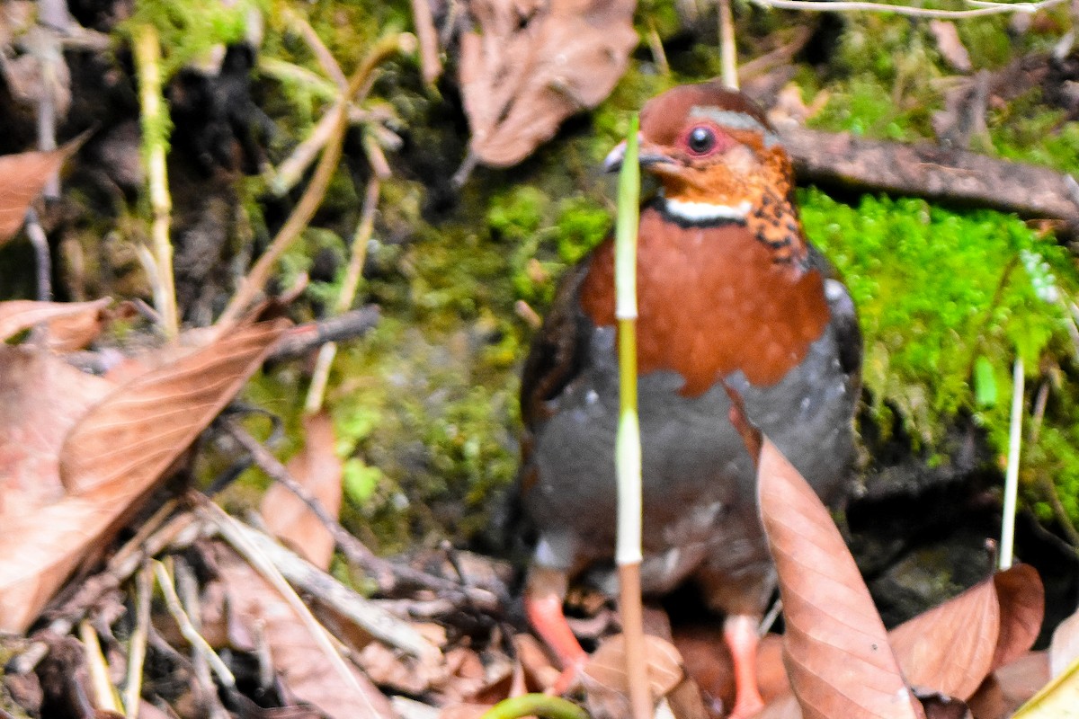 Chestnut-breasted Partridge - ML635100125