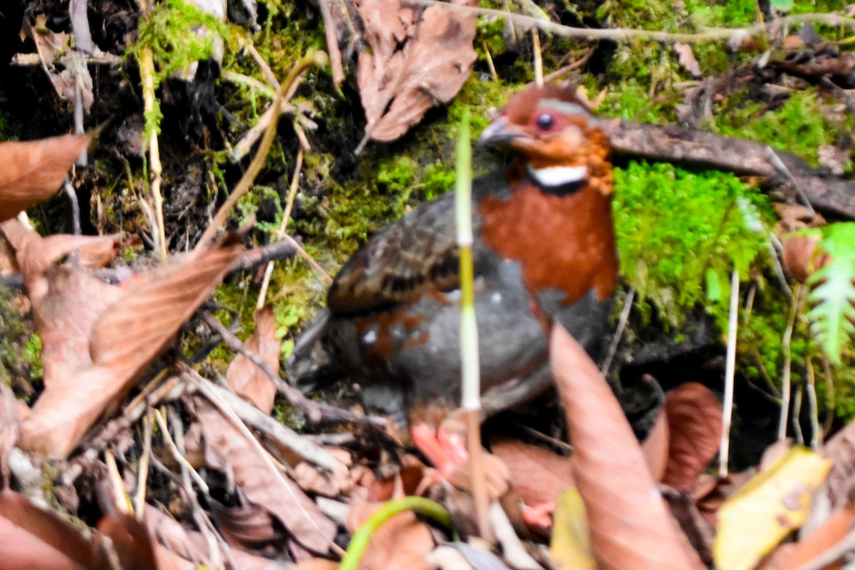 Chestnut-breasted Partridge - ML635100126